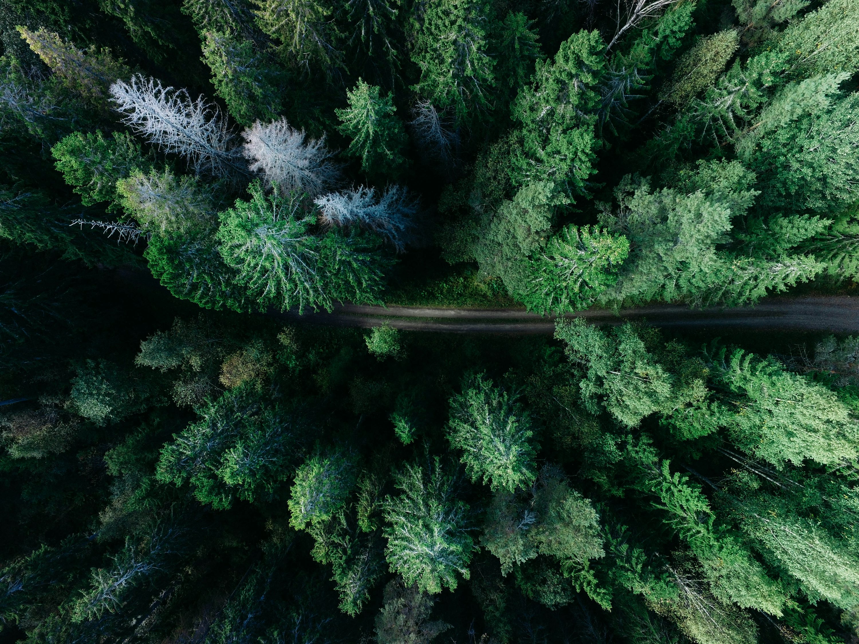 Forest pixel