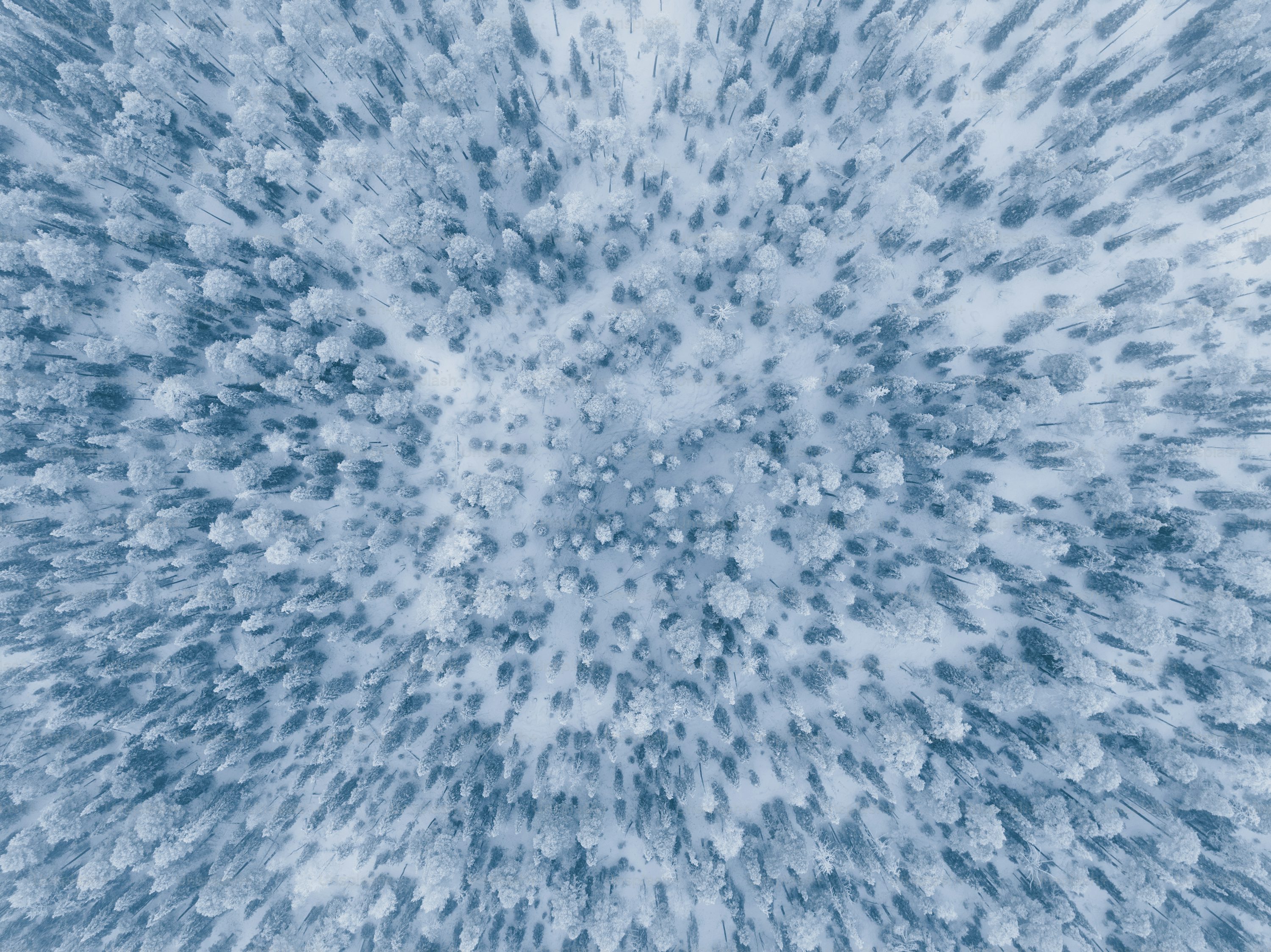 Forest pixel