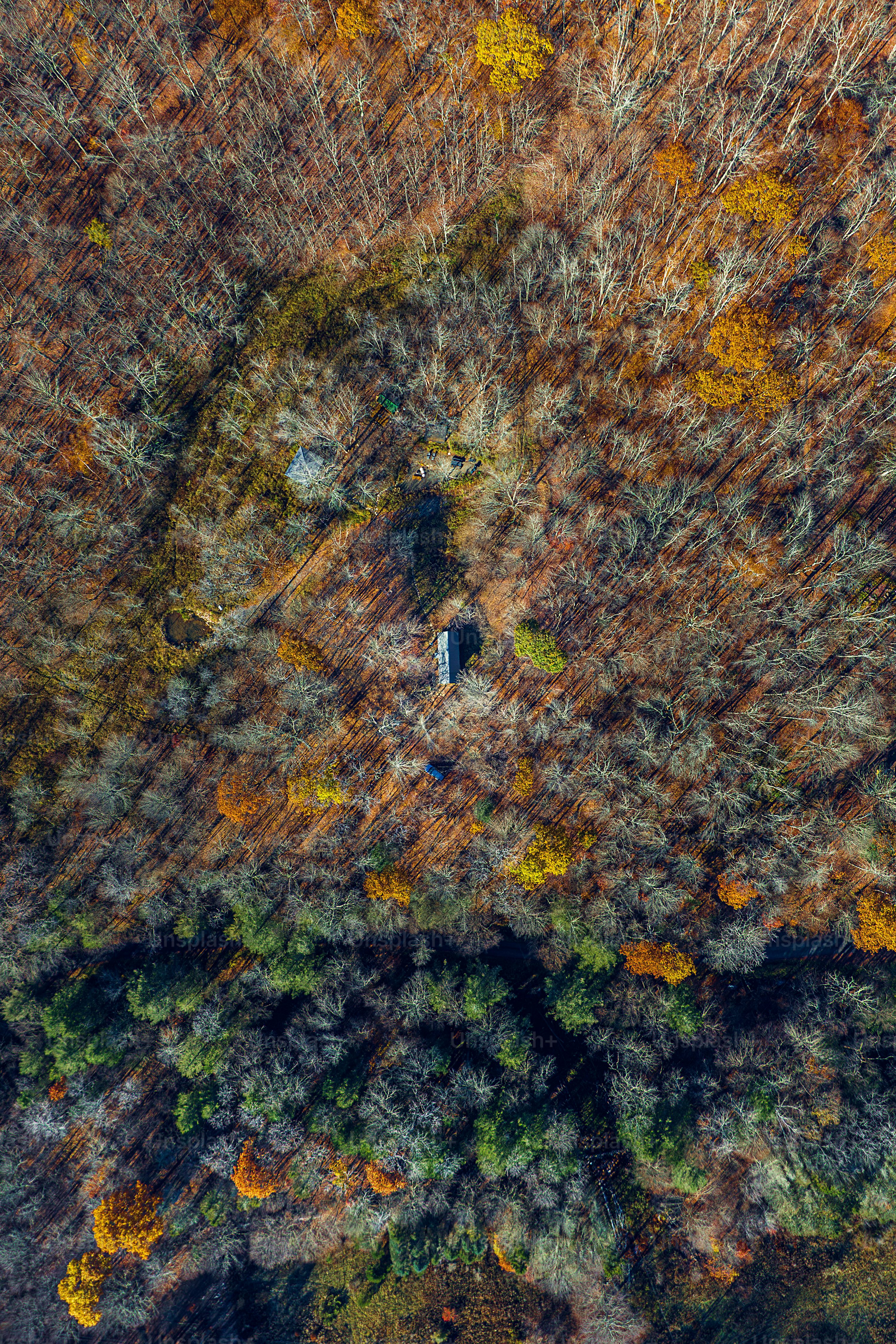 Forest pixel