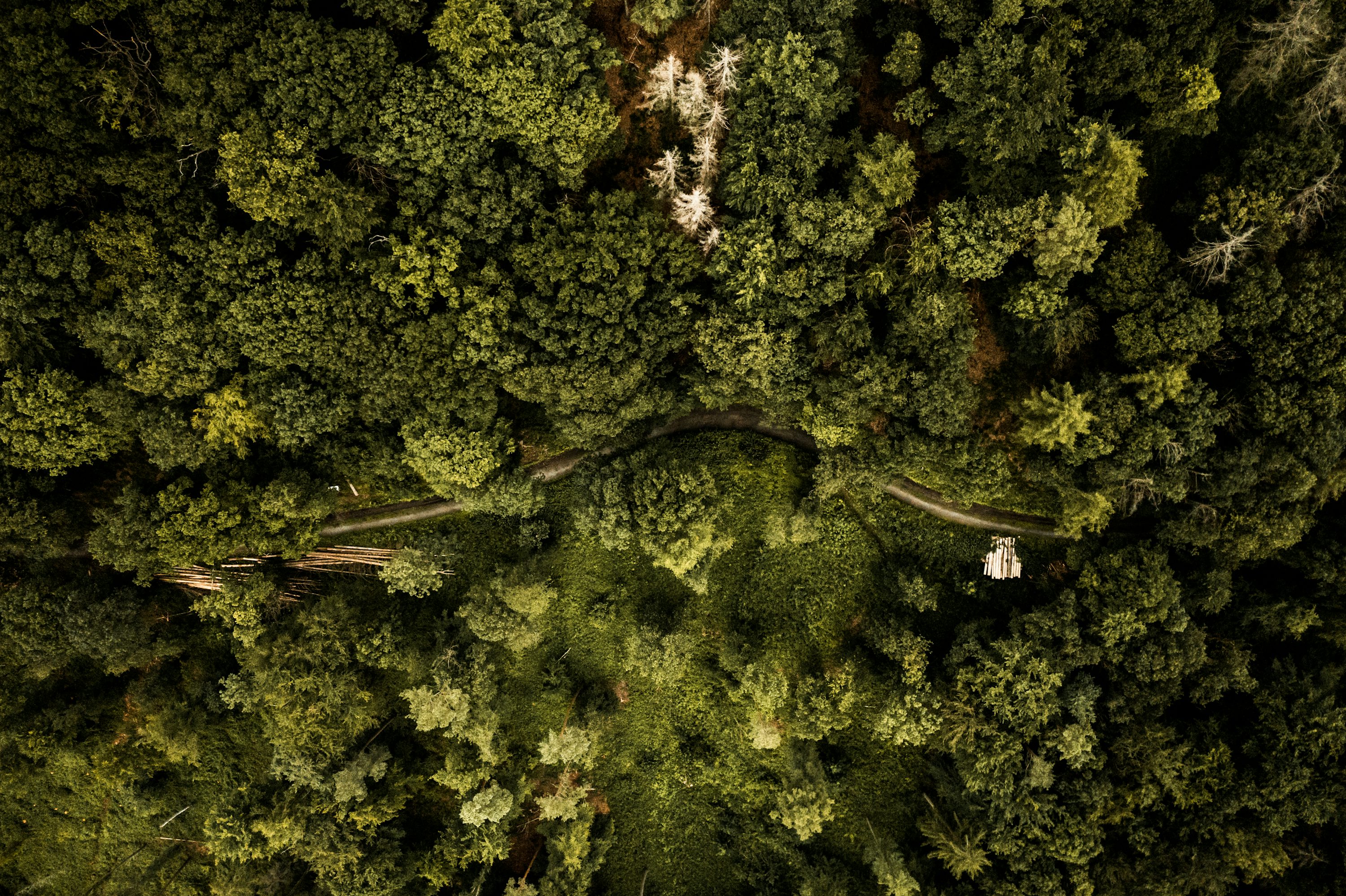 Forest pixel