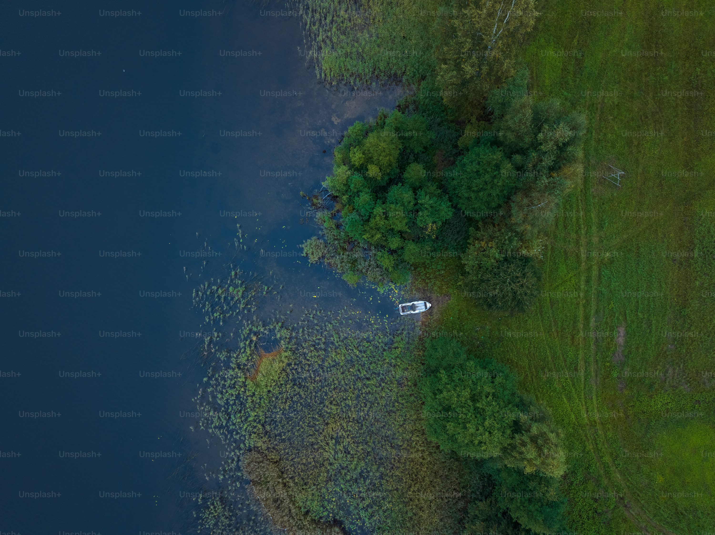 Forest pixel