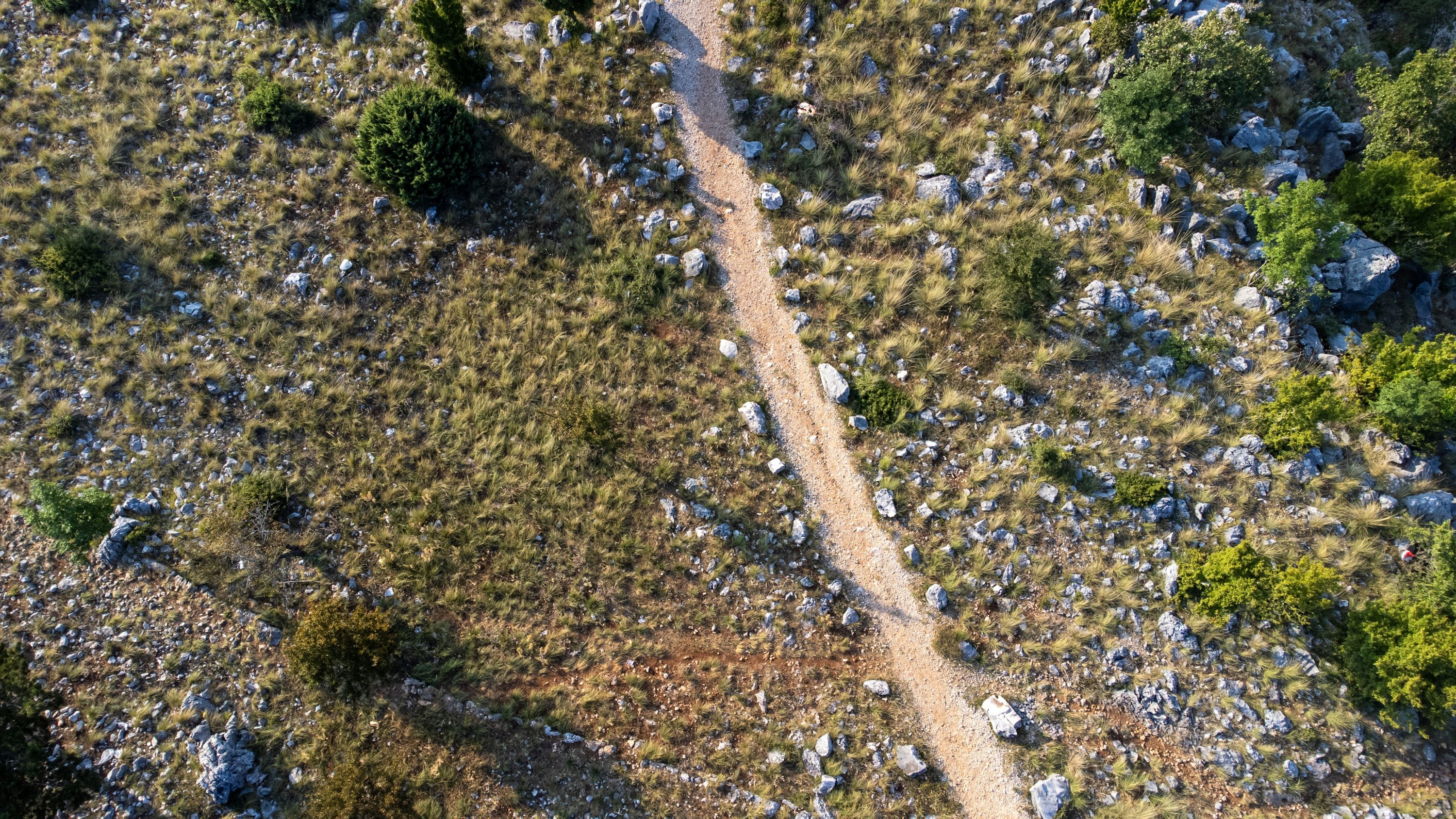 Forest pixel