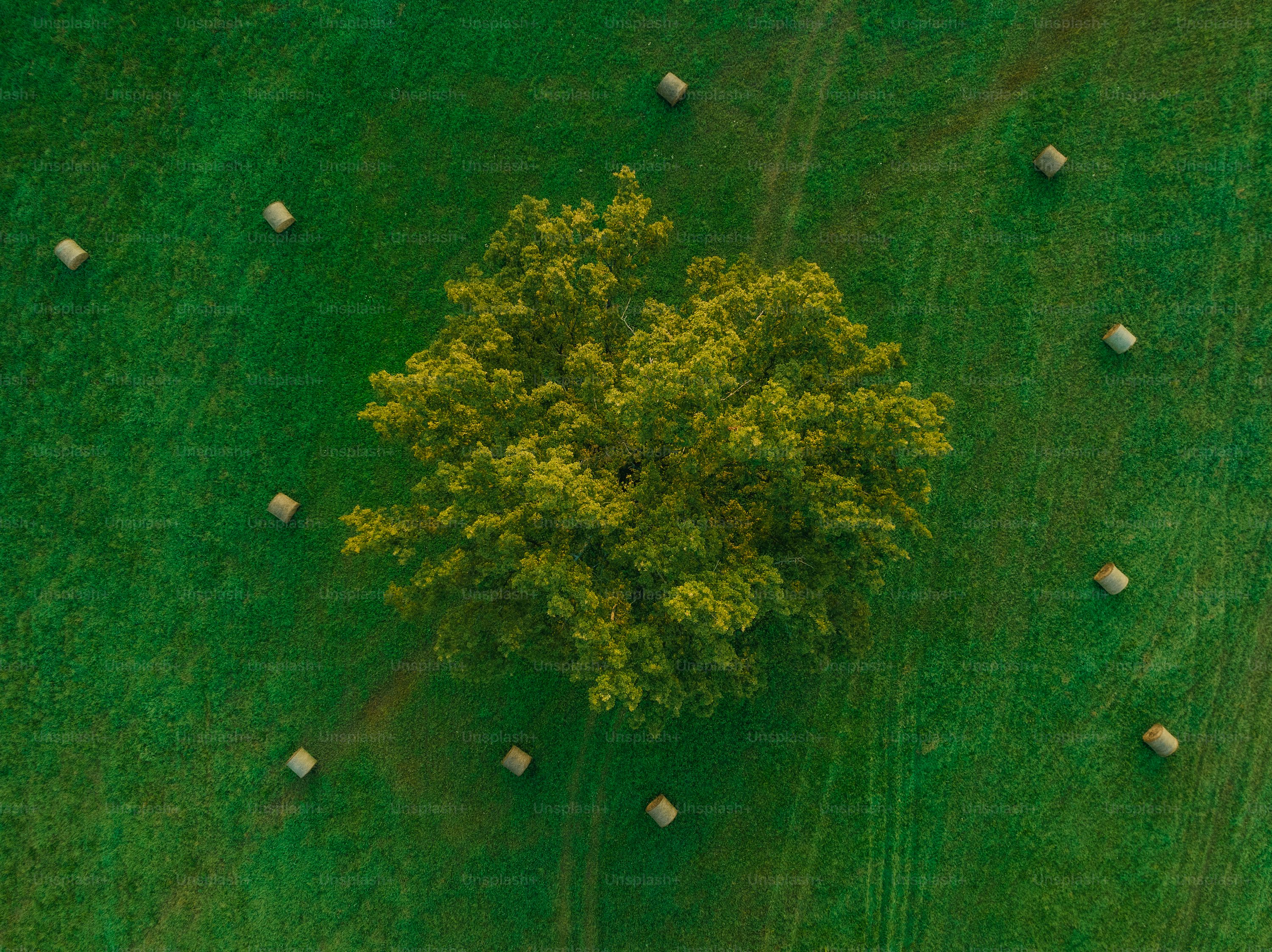 Forest pixel