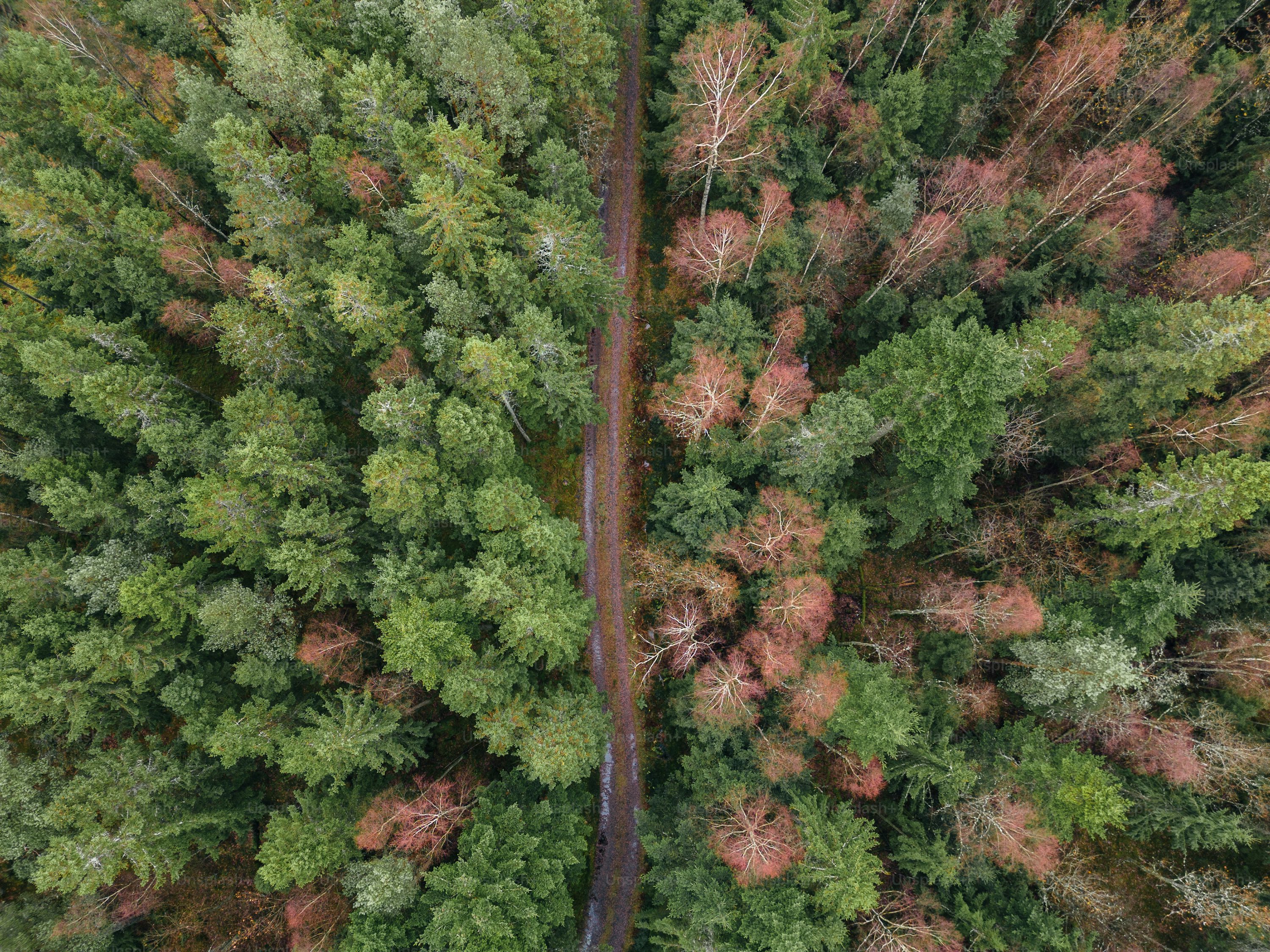 Forest pixel