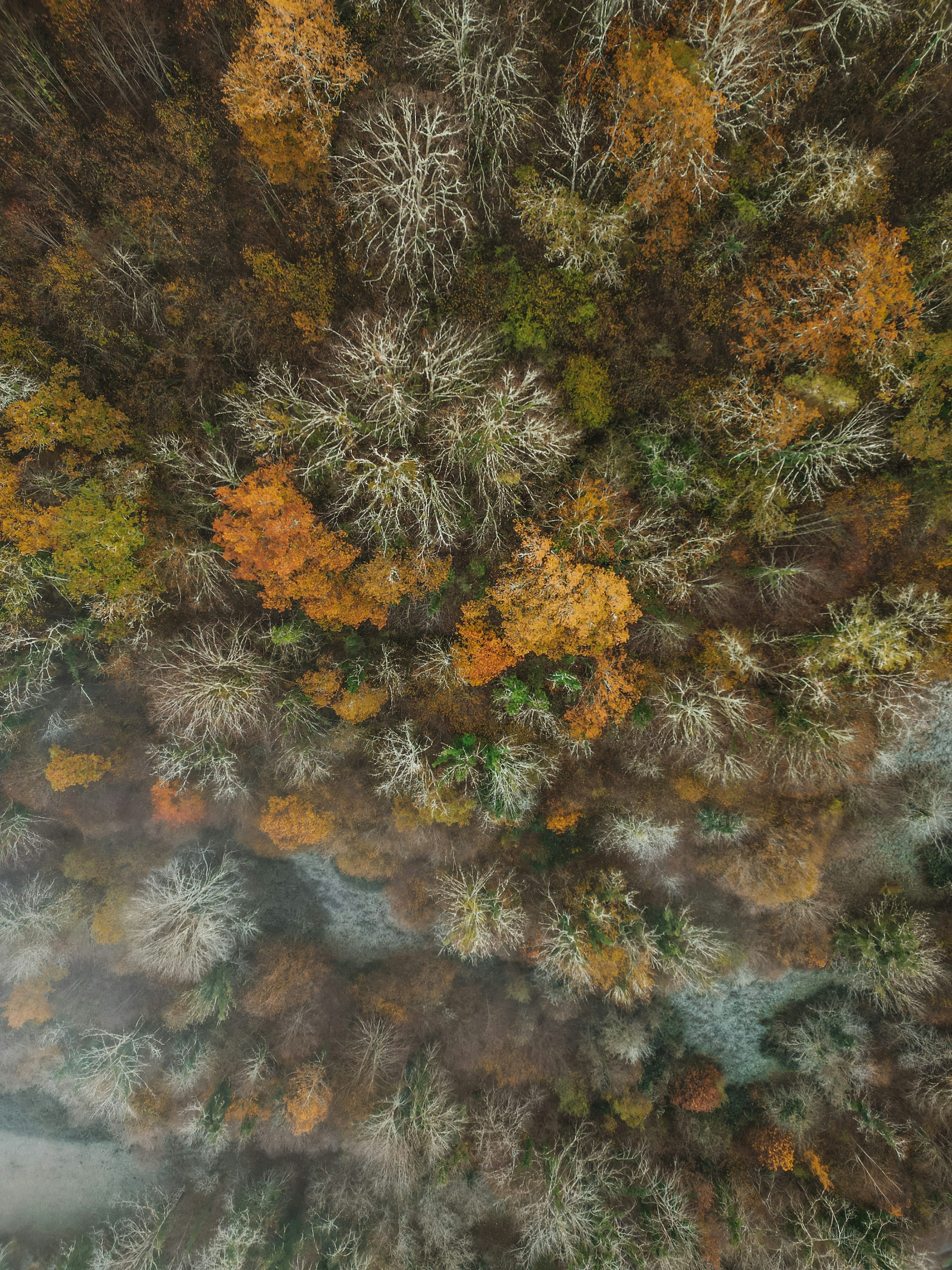 Forest pixel