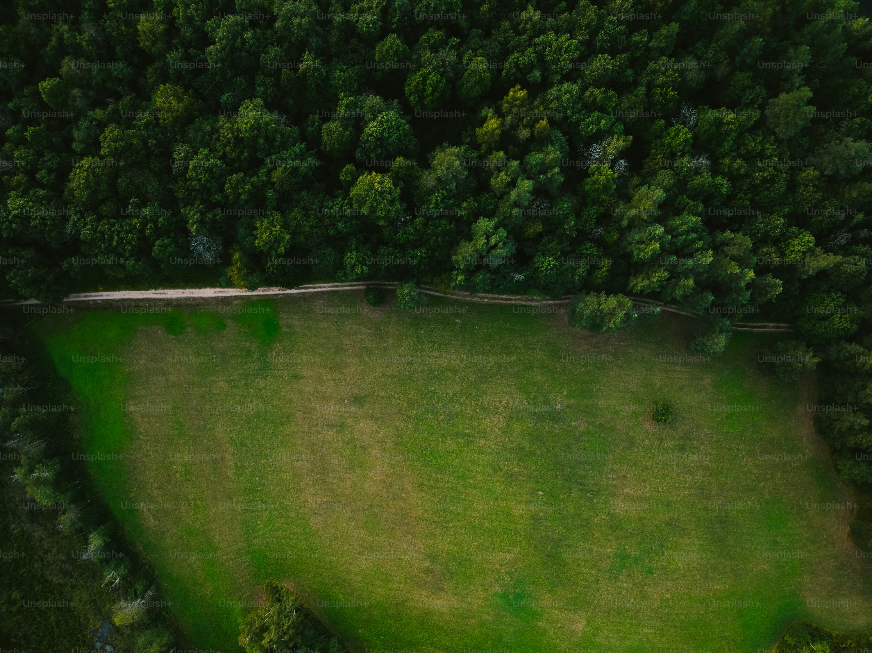 Forest pixel