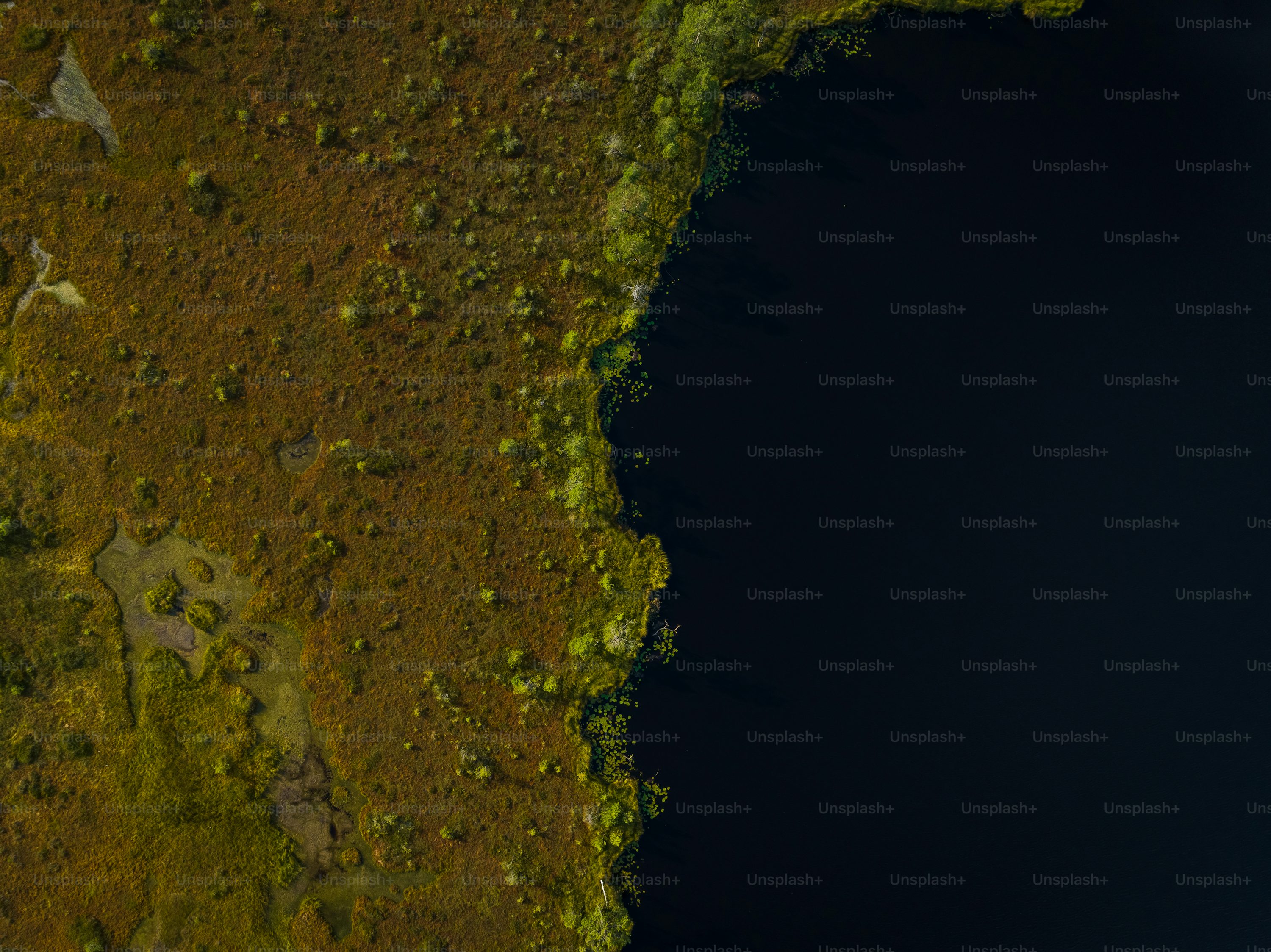 Forest pixel