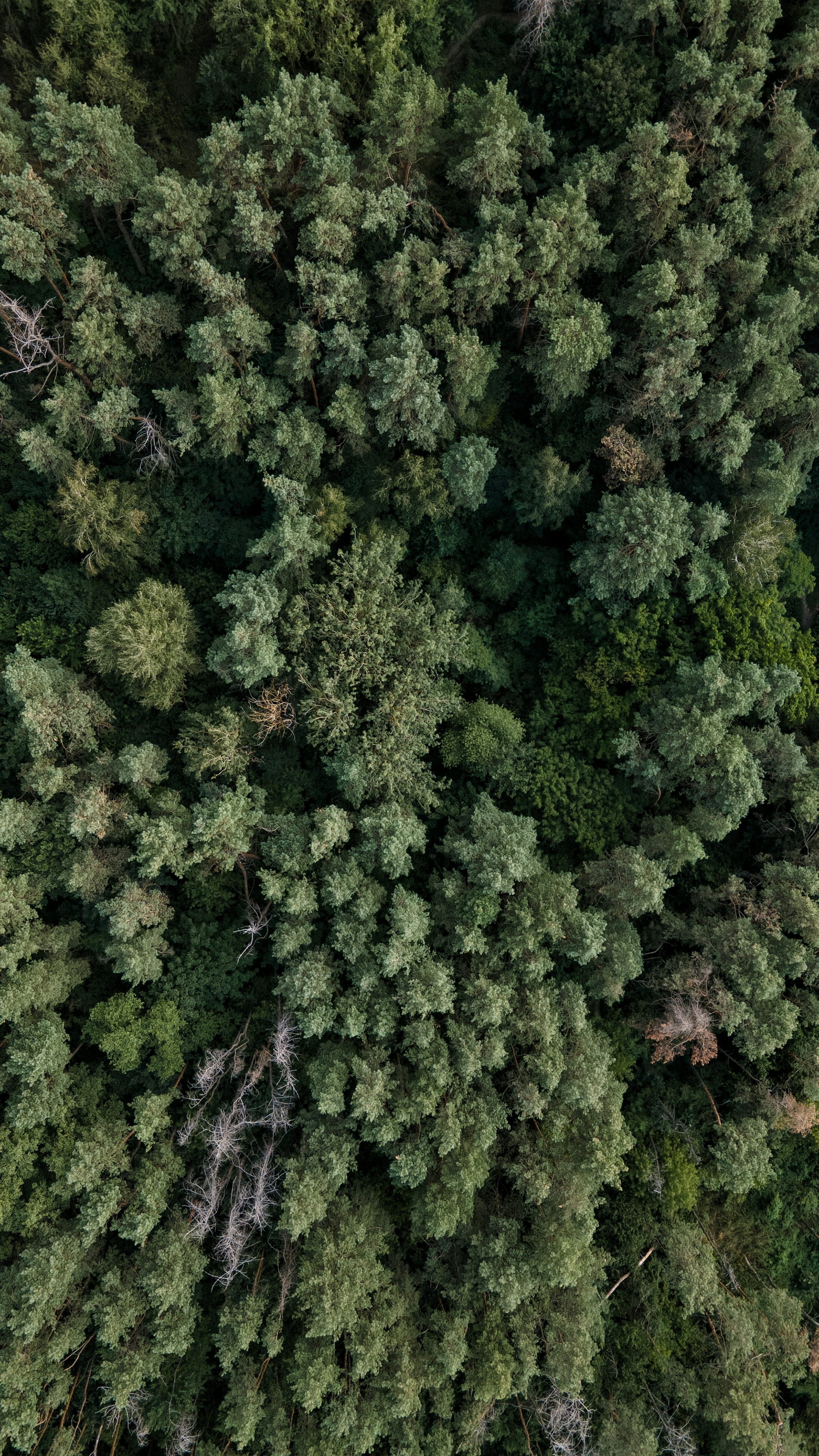 Forest pixel