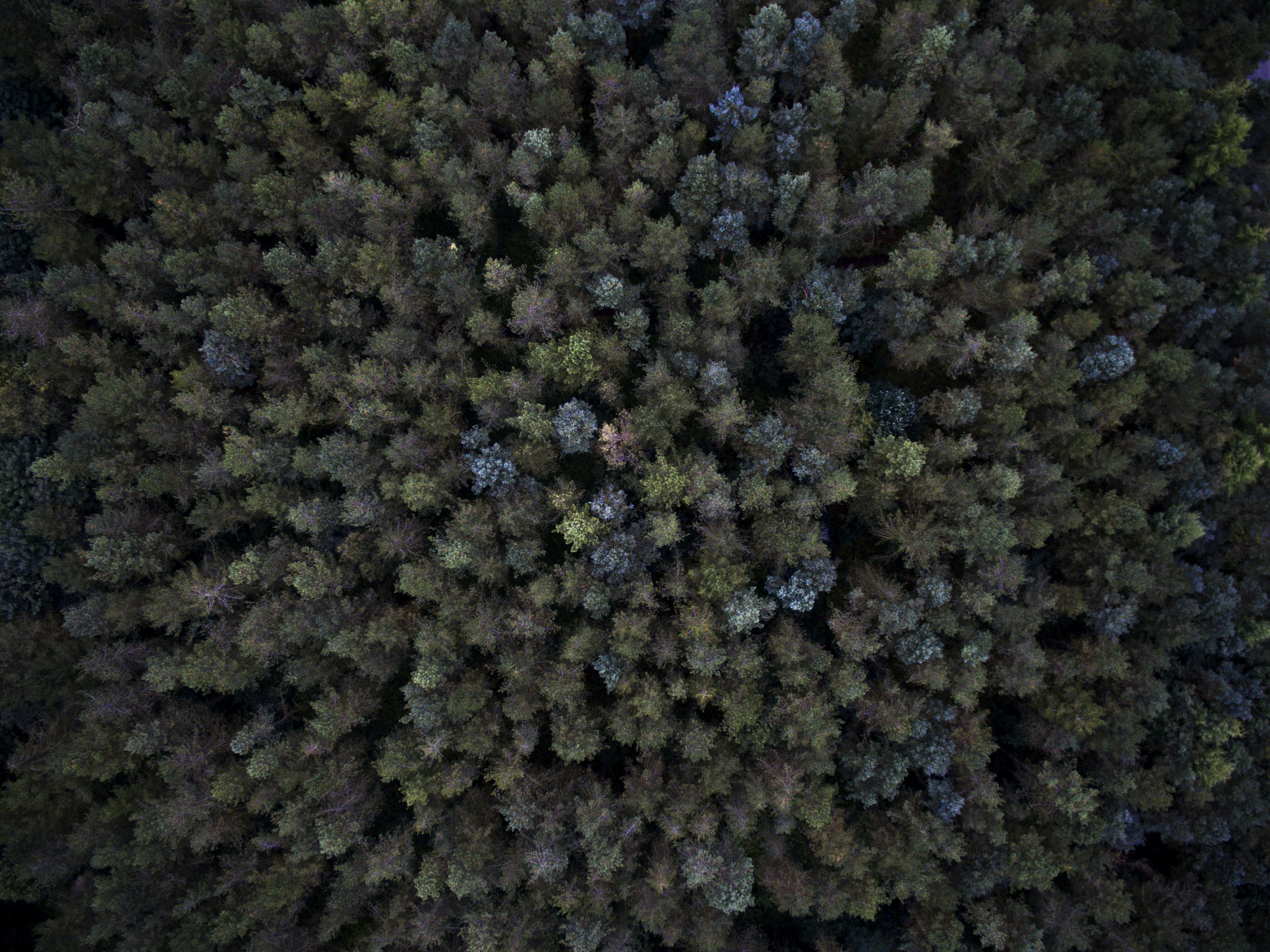 Forest pixel