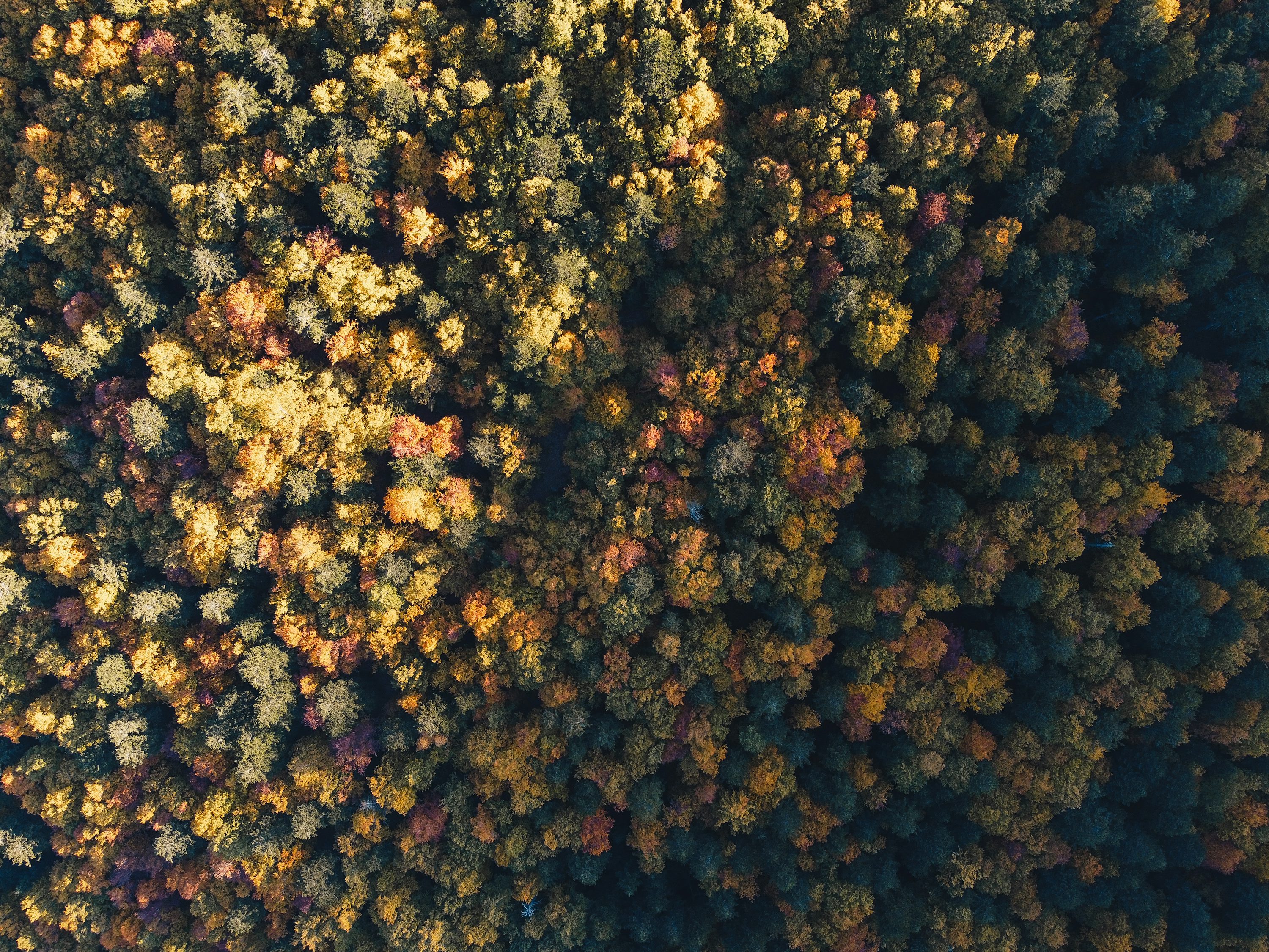 Forest pixel