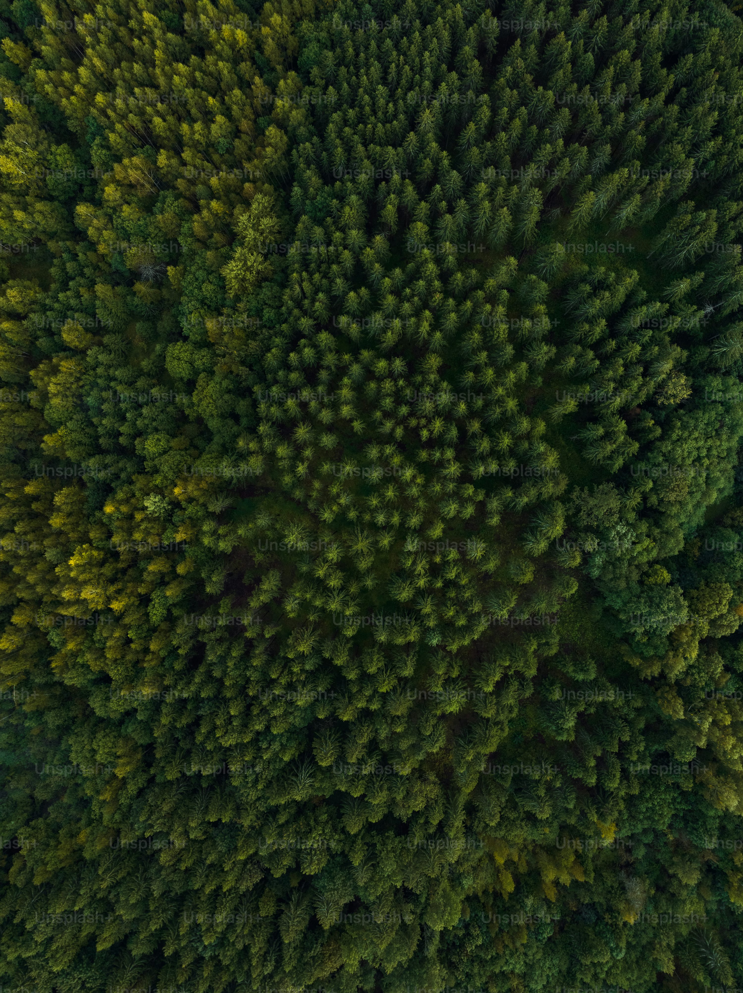 Forest pixel