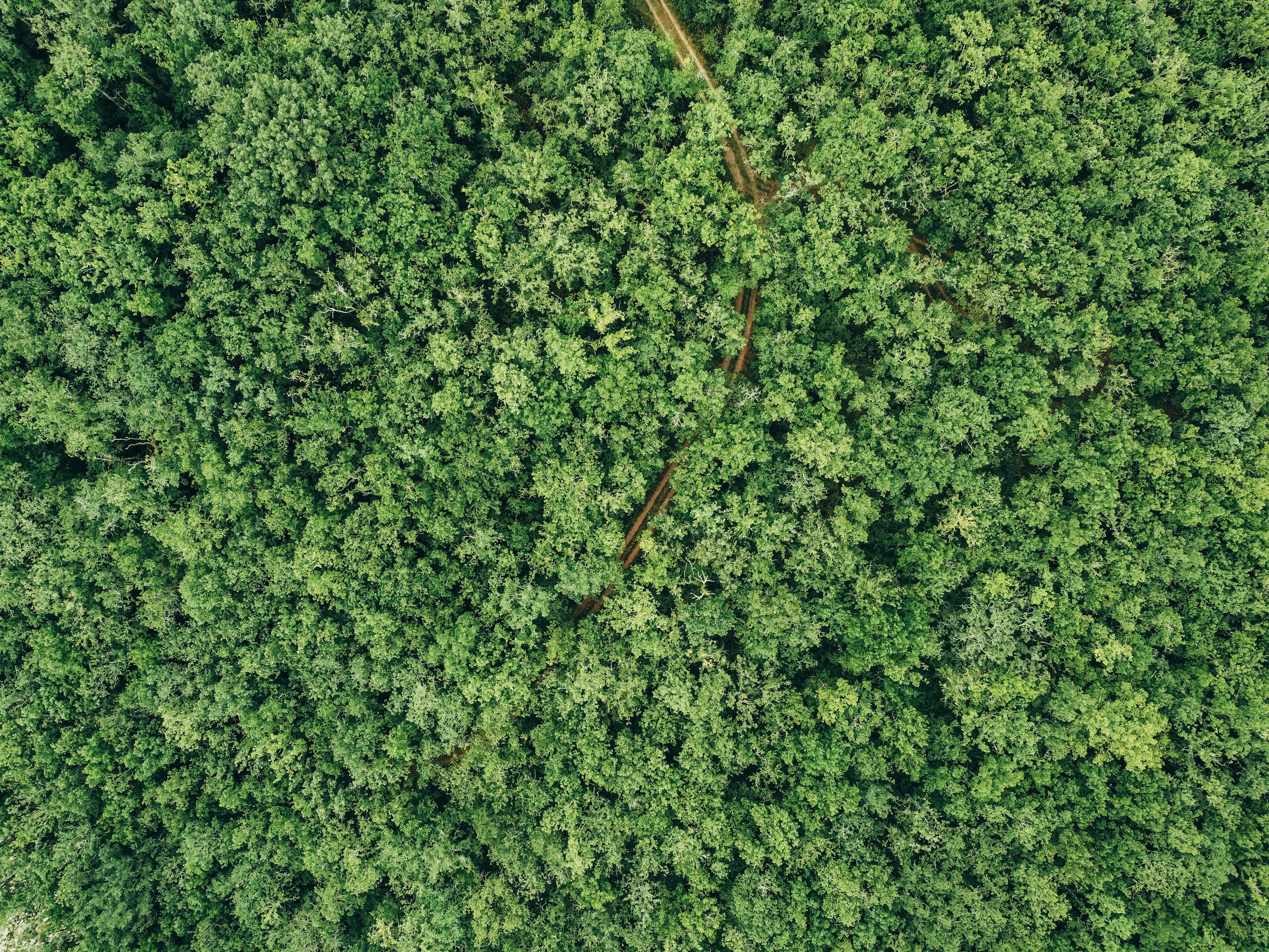 Forest pixel