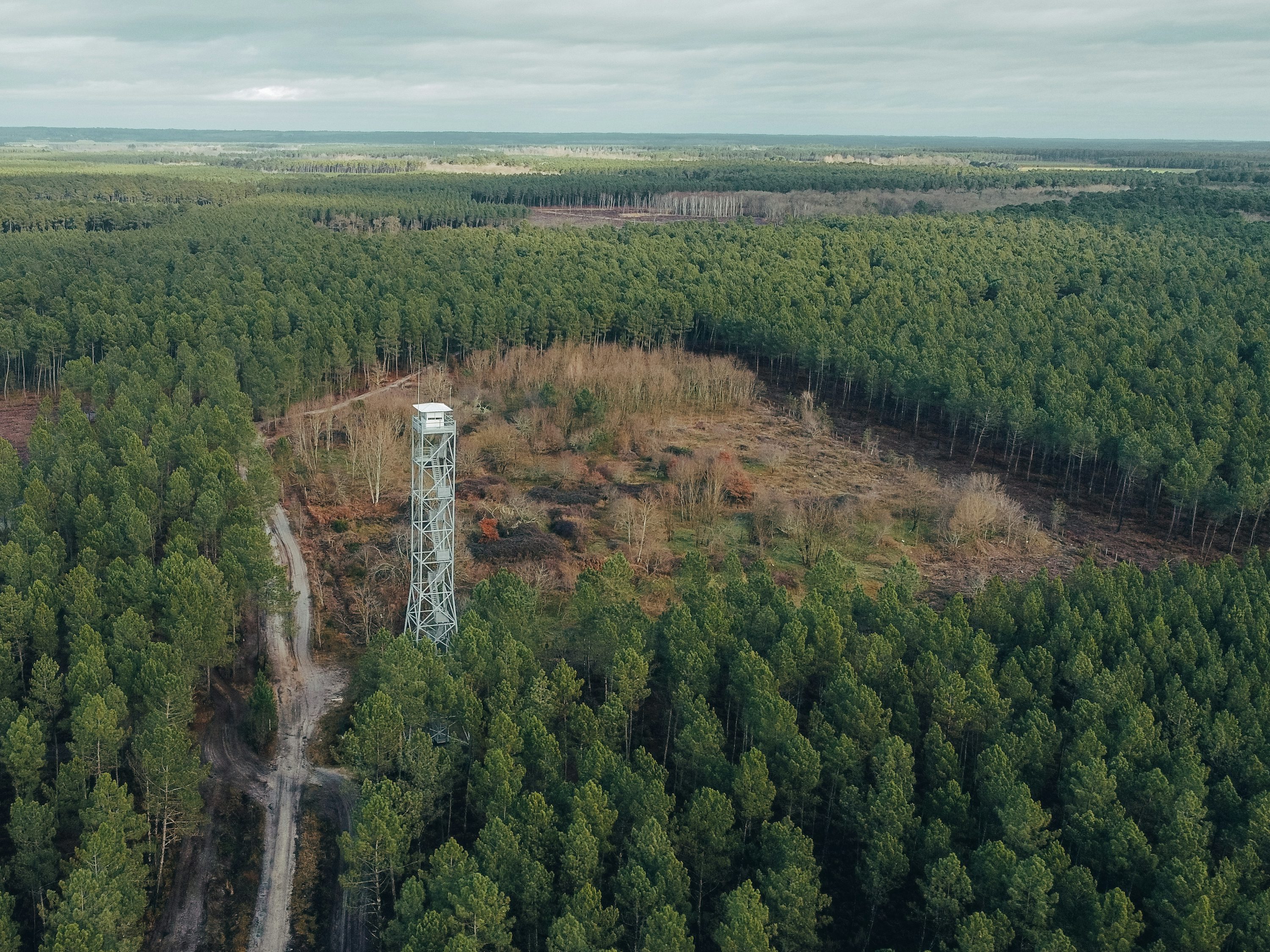 Forest pixel