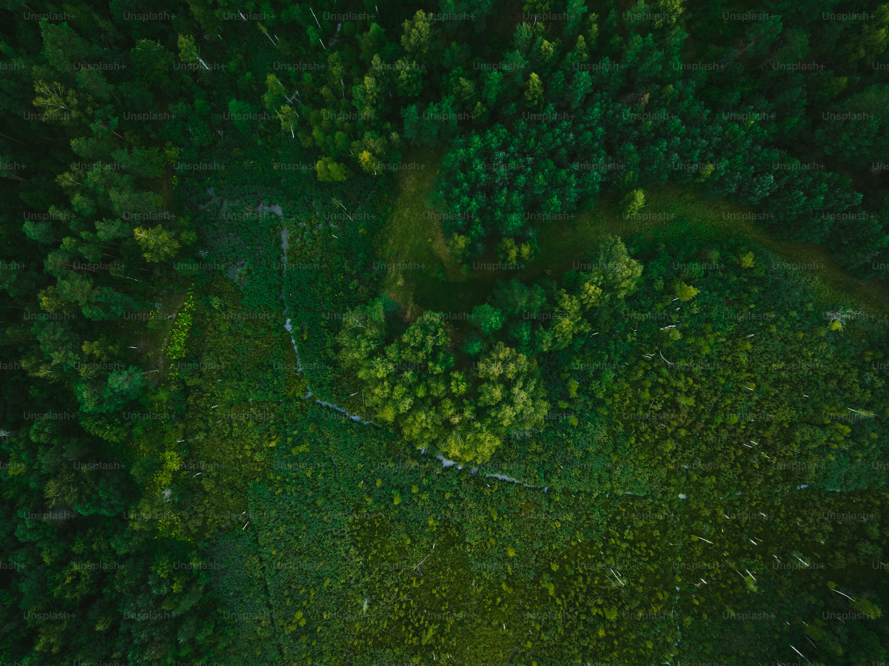 Forest pixel