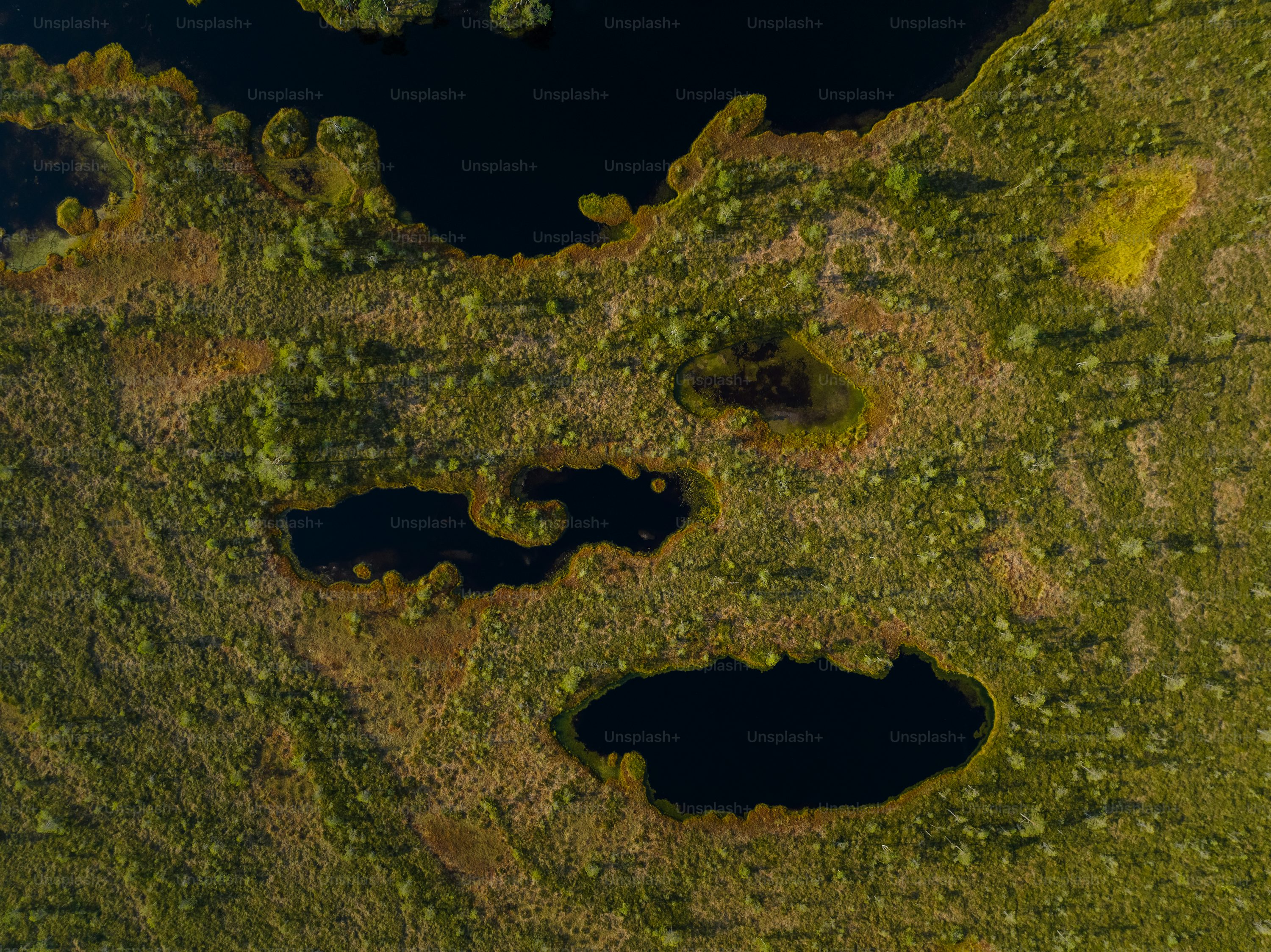 Forest pixel