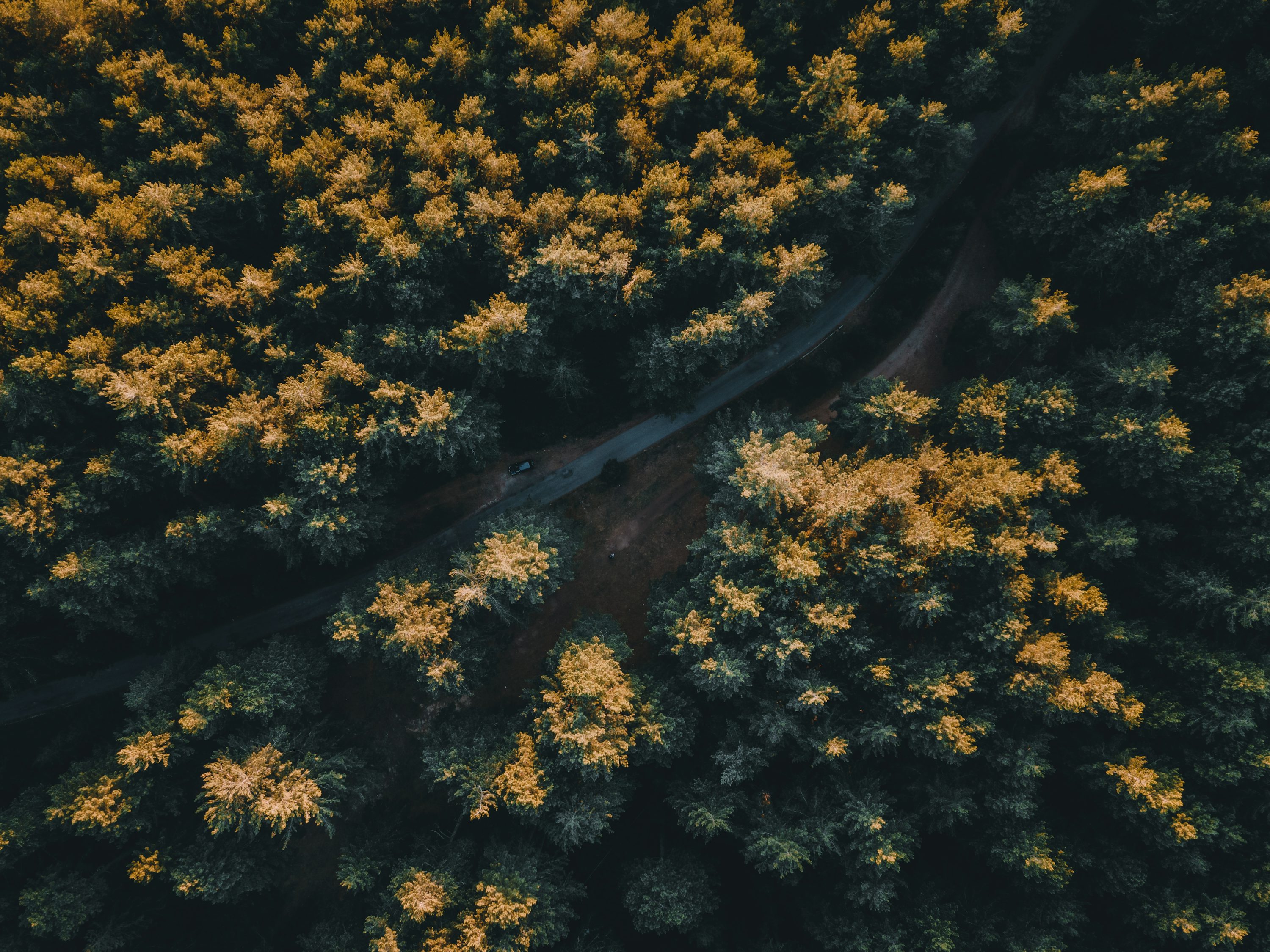 Forest pixel