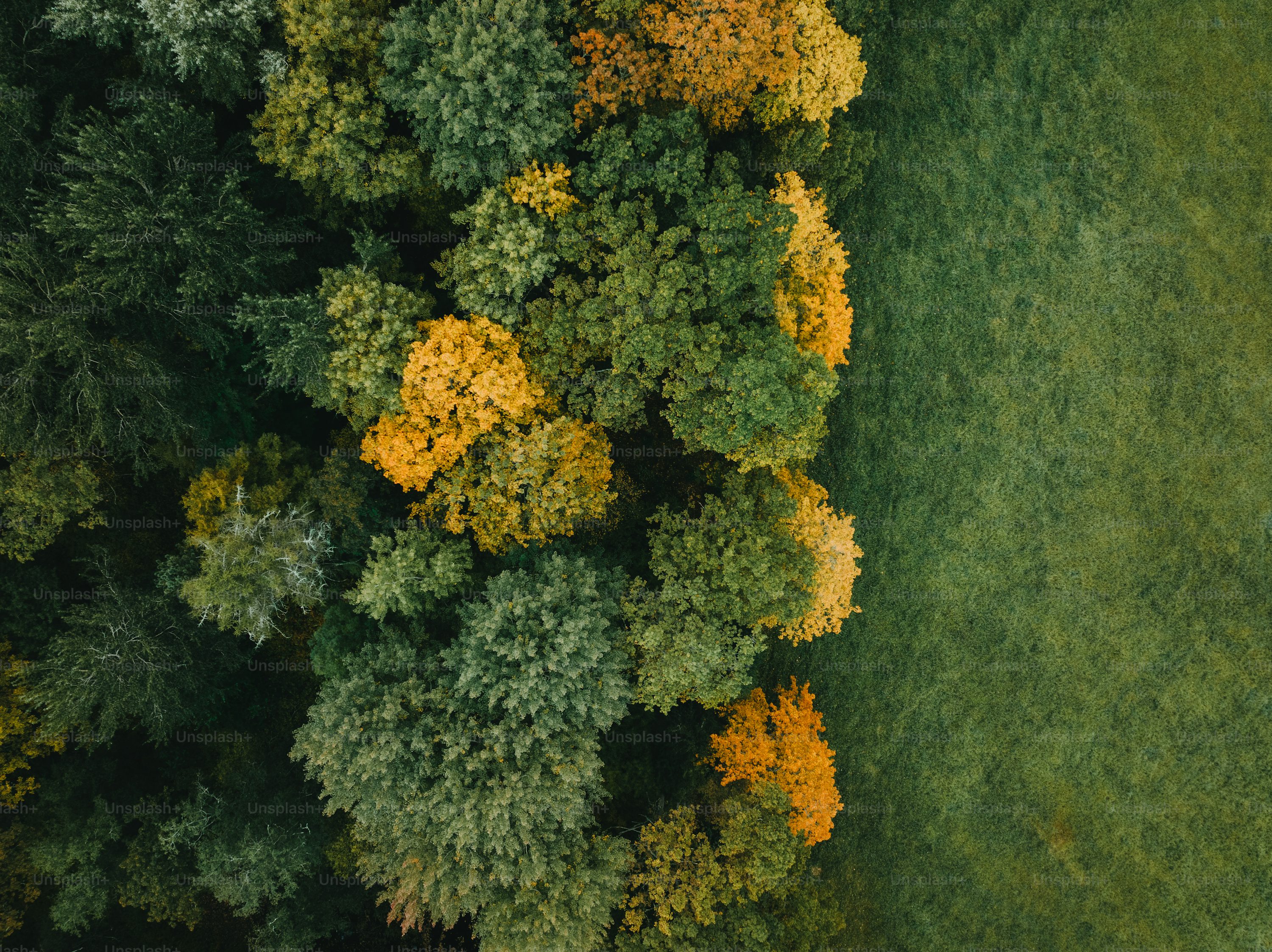 Forest pixel