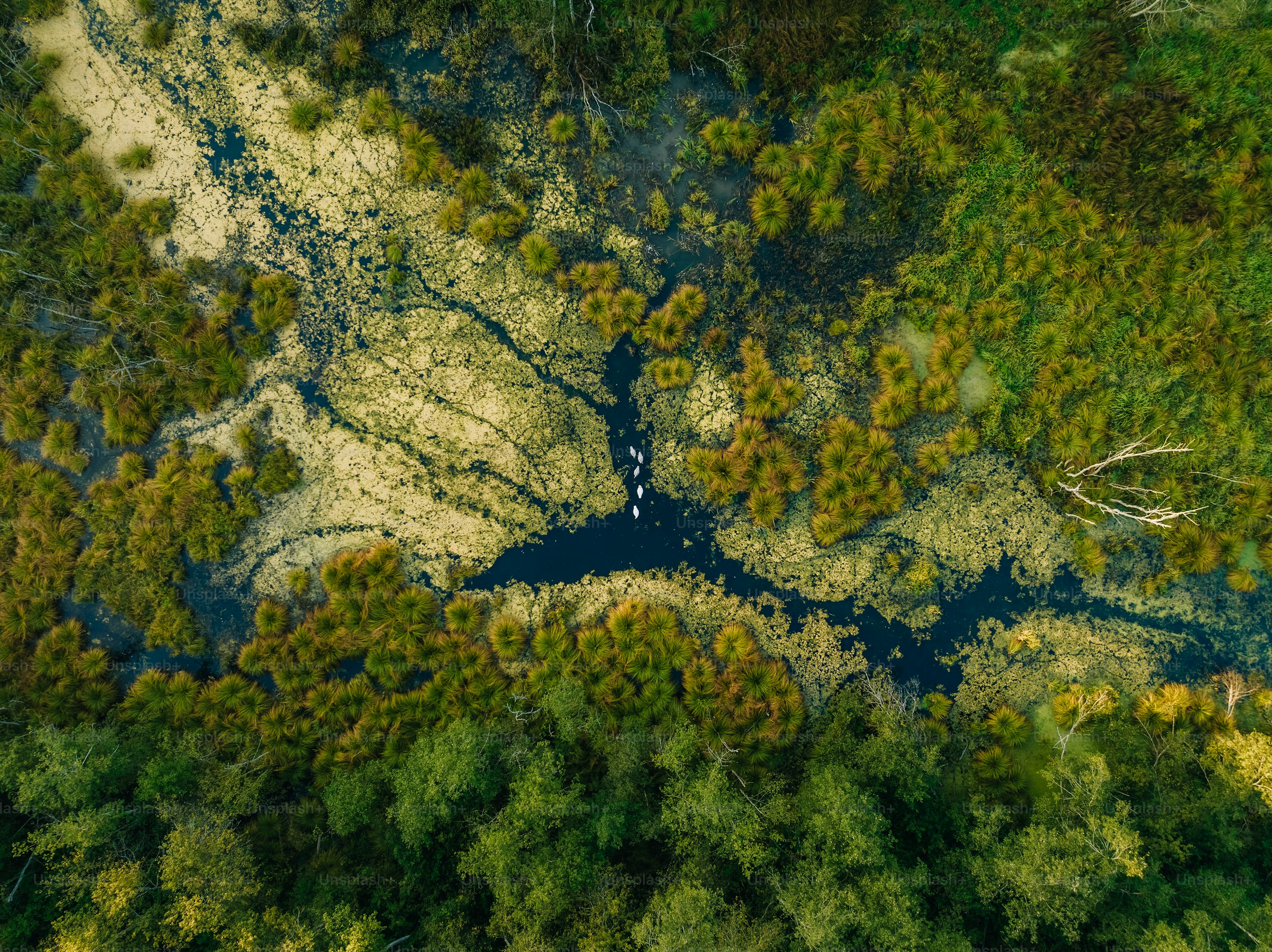 Forest pixel
