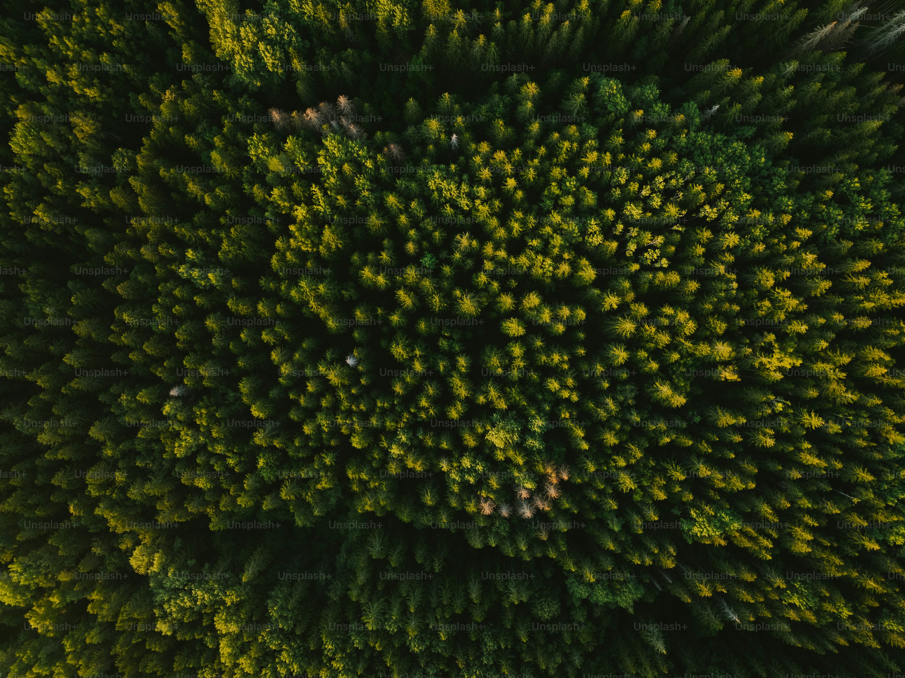 Forest pixel