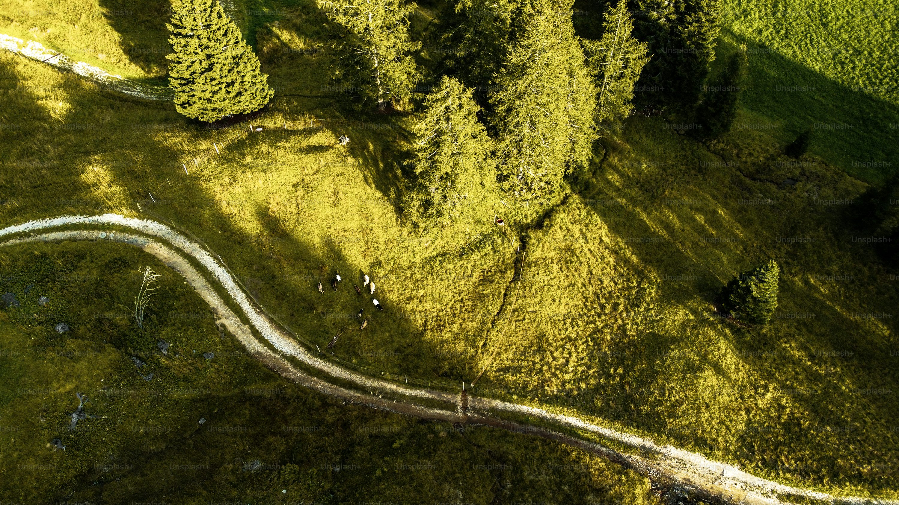 Forest pixel