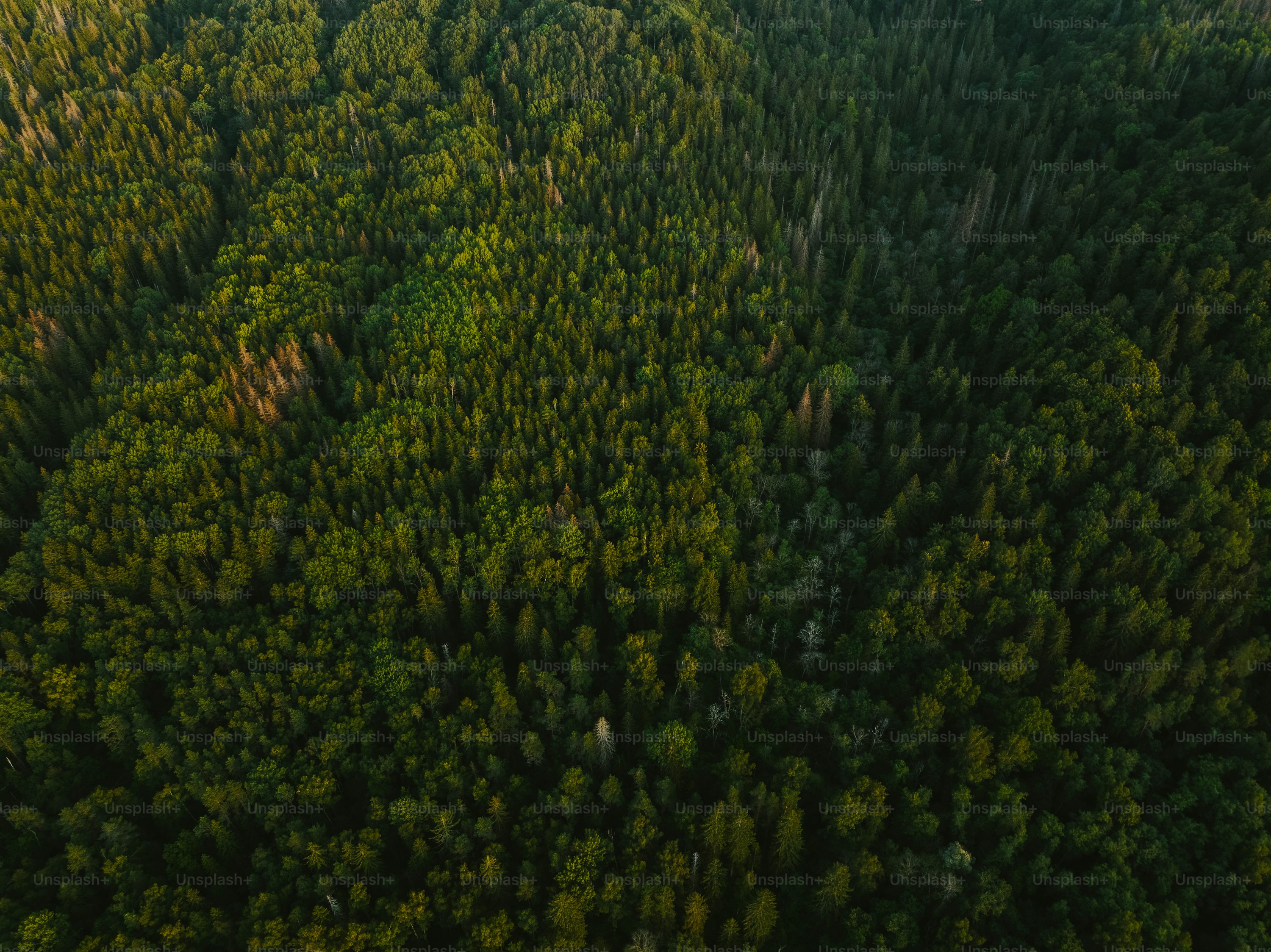 fpv 